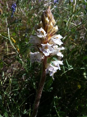 Da determinare: Orobanche sp.